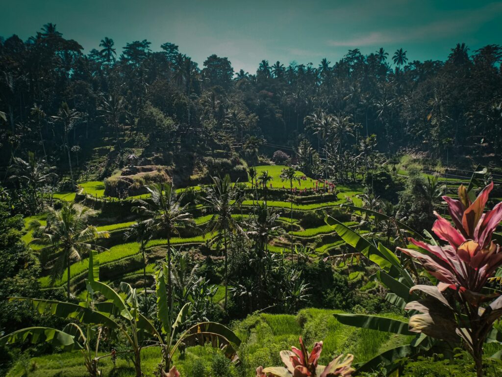 Bali Ricefields